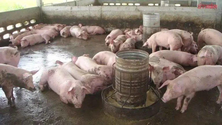 Thailand Sets Pork Price Floor To Protect Farmers