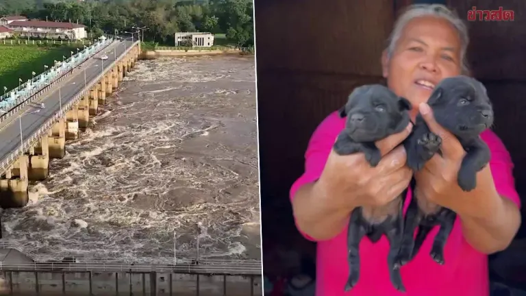 Chai Nat Floods Force Evacuations, Two Dogs Killed