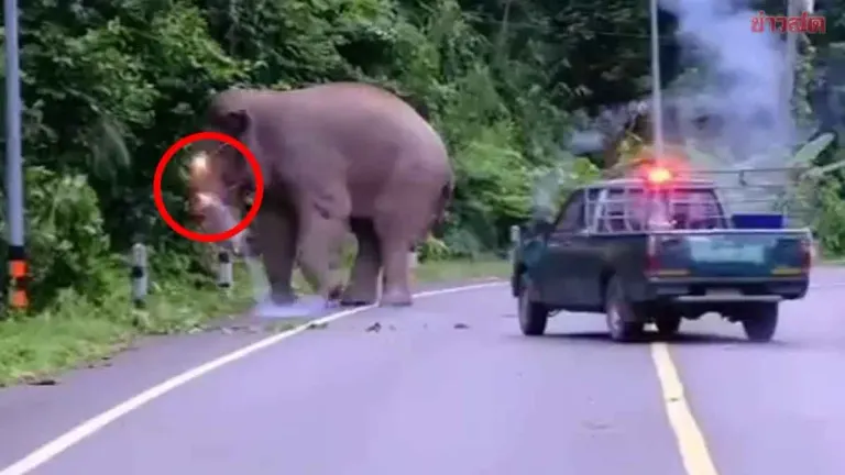 Khao Yai Park Defends Firecracker Use on Wild Elephant