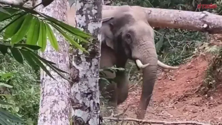 Tragic End for Legendary Wild Elephant 'Mua' Shot Dead in Mysterious Circumstances at Khao Khichakut