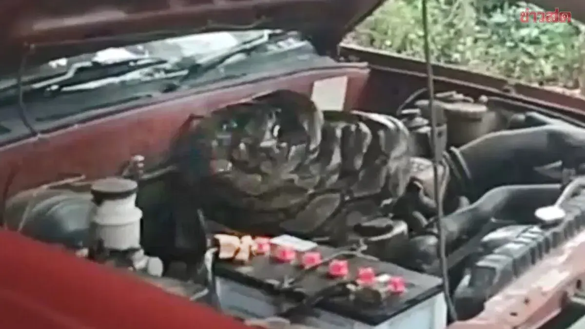 Python Found in Car Engine Attracts Lottery Crowd