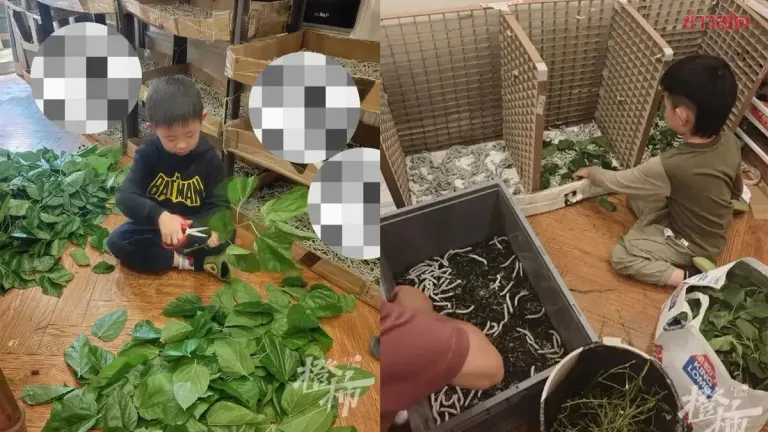 A Mother's Devotion: Raising 12,000 Silkworms to Help Her Son's Dream of Making His Own Blanket