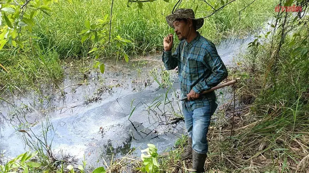 Villagers Find Rainbow Oil Slick in Prachin Buri Rice Fields