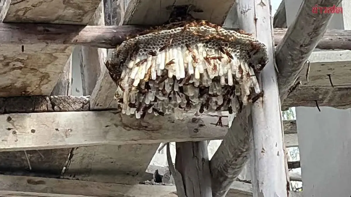 Rare Wasps Nest Found at Buriram Temple Before Major Ceremony