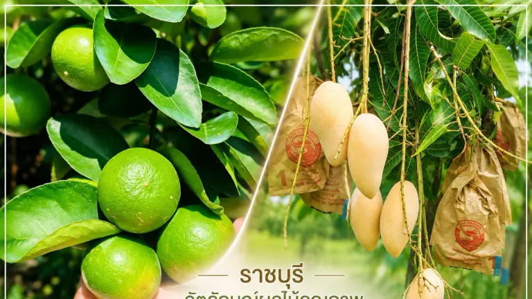 Thailand Registers Two Ratchaburi Agricultural Products as Geographic Indicators