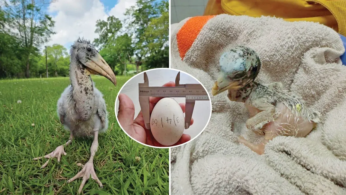 Little Friends – Khao Khiao Open Zoo Celebrates Success in Hatching Bengalese Finch Chicks!