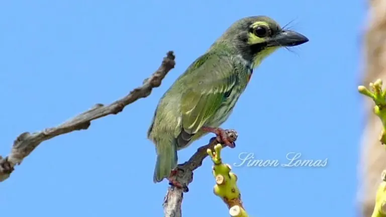 Phuket Peninsula Becomes Wildlife Photography Haven