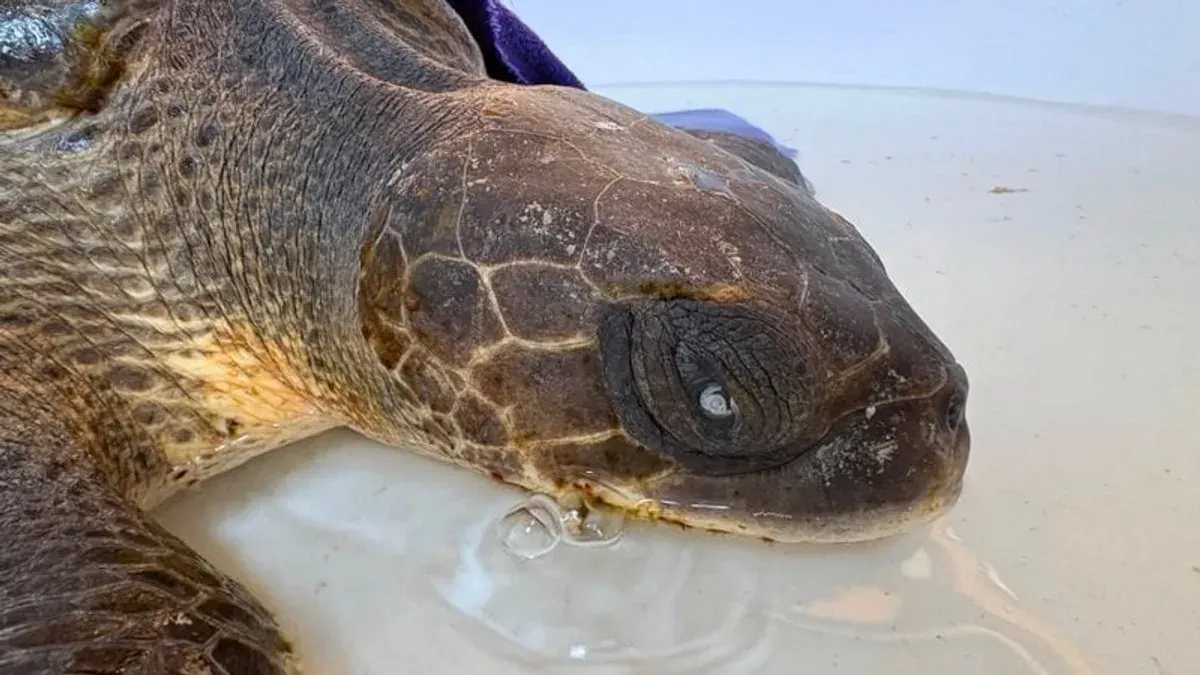 Two Green Sea Turtles Rescued Off Phuket Beaches