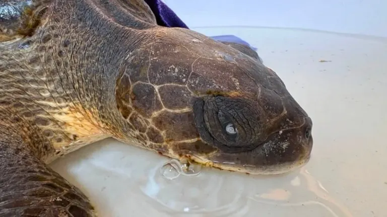 Two Green Sea Turtles Rescued Off Phuket Beaches