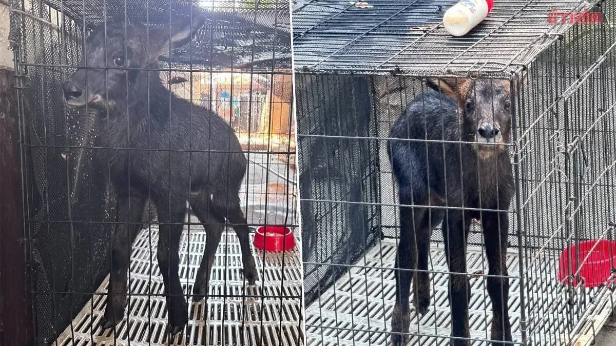 Khao Yai National Park Sends Young Gibbon for Rehabilitation Before Release Back to the Wild After Being Found at Lower Bang Tee Village