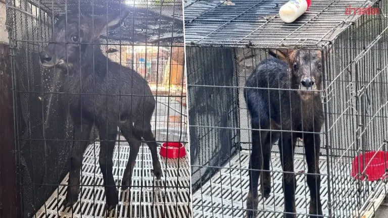 Khao Yai National Park Sends Young Gibbon for Rehabilitation Before Release Back to the Wild After Being Found at Lower Bang Tee Village