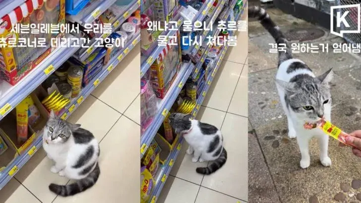 Phi Phi Island Cat Charms Tourists into Buying Treats
