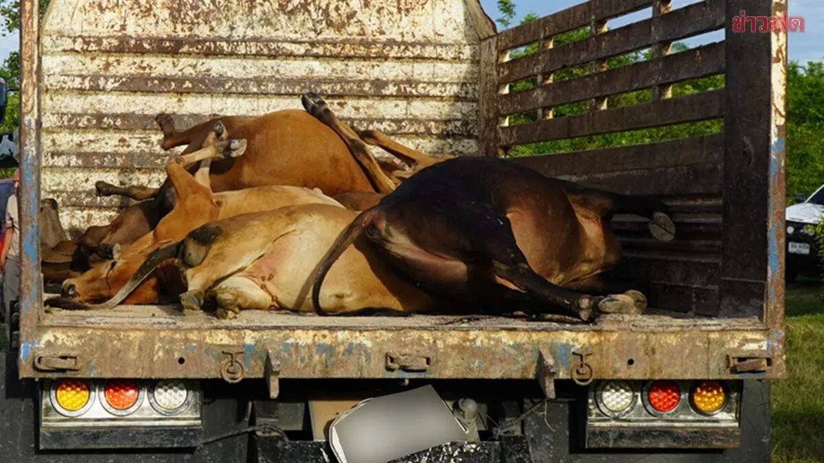 Brutal Crime: Suspect Poisons Water Supply, Nine Cattle Dead; Owner Loses Hundreds of Thousands, Pleads for Police Investigation