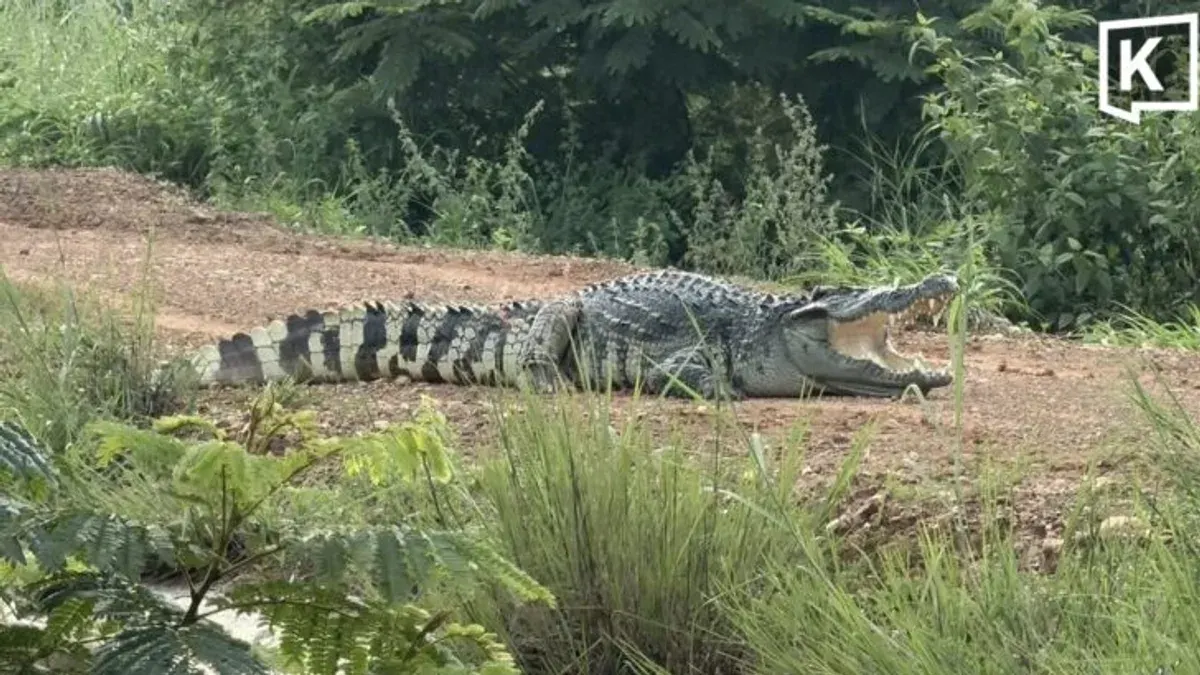 Giant Crocodile Spotted Near Flooded Road in Chachoengsao