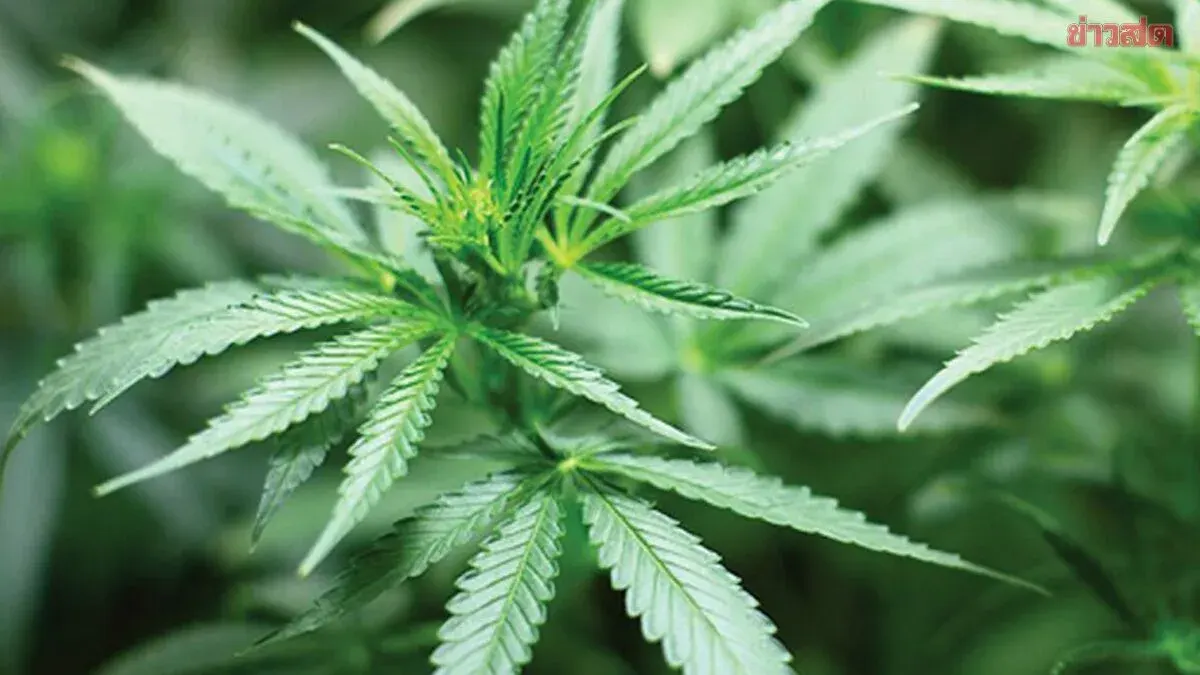 Germany, Poland Seize 1.2 Tons of Cannabis Shipped from Thailand