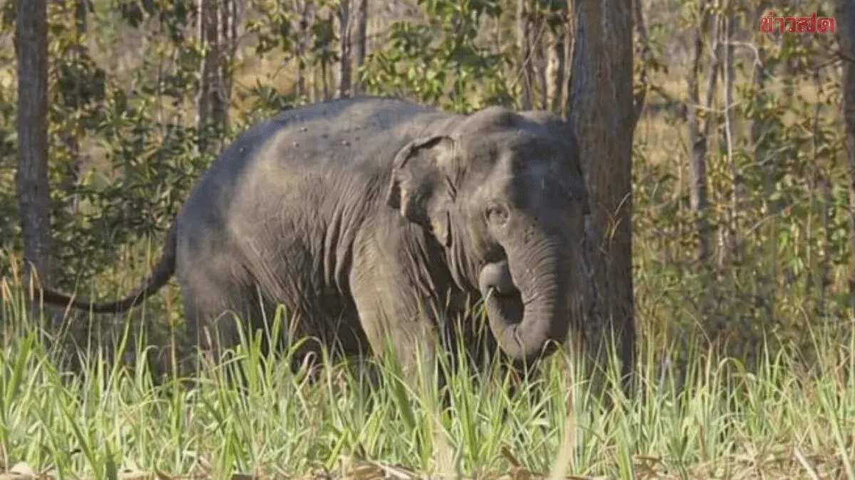 Officials Blamed for Negligence in Wild Elephant's Death