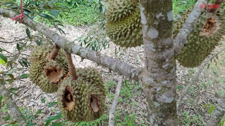 Durian Farmer Devastated as Wild Squirrels Ravage Premium Monthong Crop Just 10 Days Before Harvest