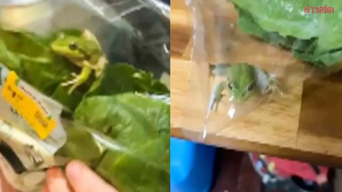 Fresh and Jumping! Australian Bloke Shocked to Find Live Frog Hiding in Salad Bag