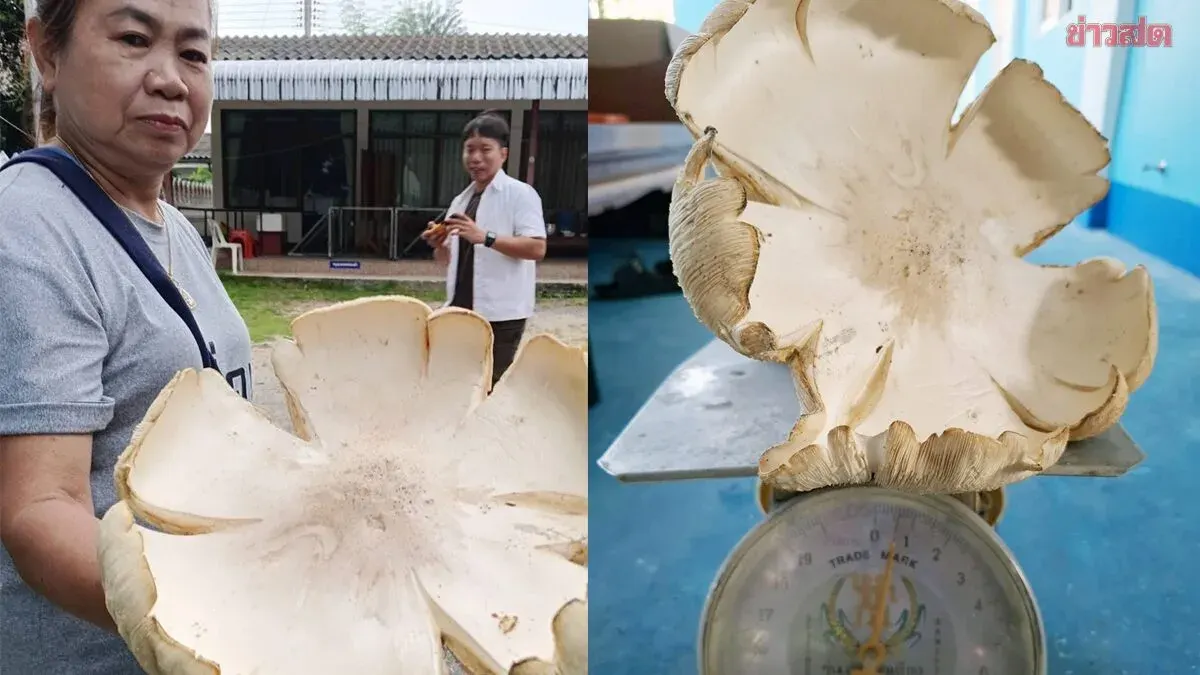 Villagers Find Giant Mushroom, Offer It to Monks