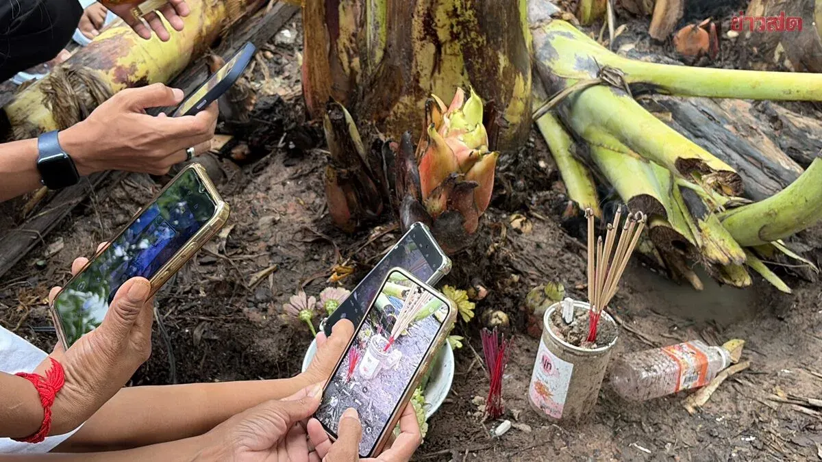 Unusual Banana Shoot Sparks Luck-Seeking Frenzy in Buriram