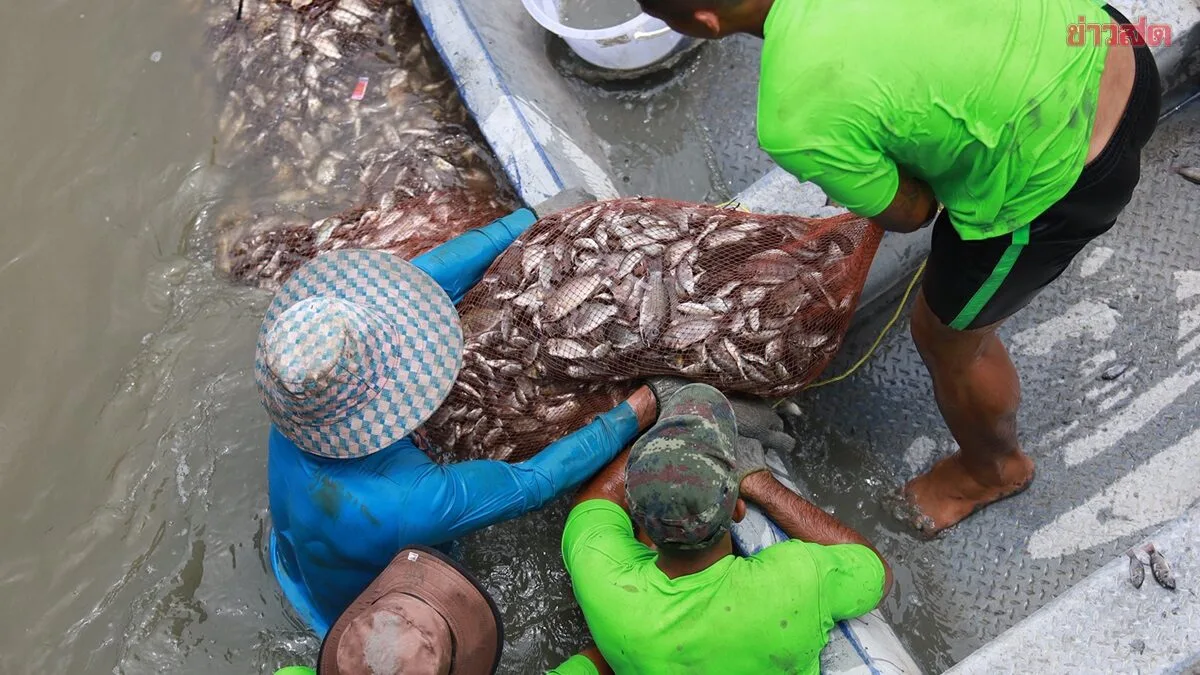 Chachoengsao Removes 2 Tons of Invasive Fish Species