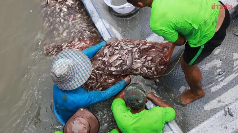Chachoengsao Removes 2 Tons of Invasive Fish Species