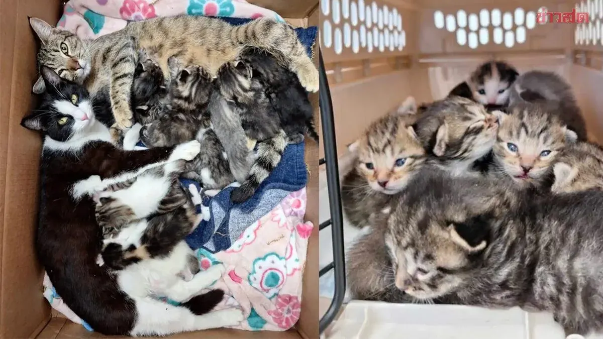 Good Samaritan Discovers 11 Kittens in Abandoned Area; Two Mother Cats Care for Them Together