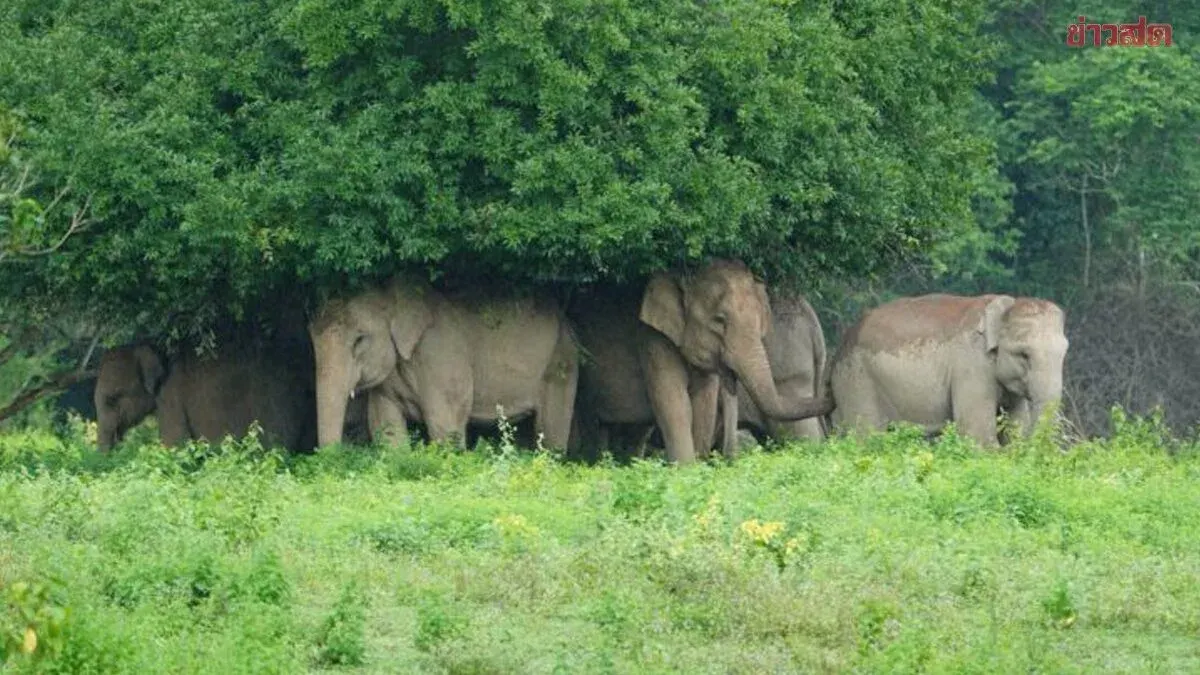 Elephants Shelter Together Under Giant Tree in Kui Buri Park