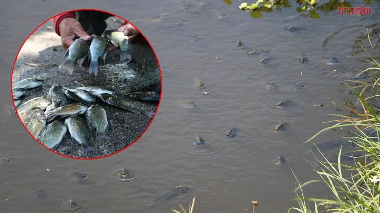 Black Chin Tilapia Swarm Ratchaburi Canals After Floods