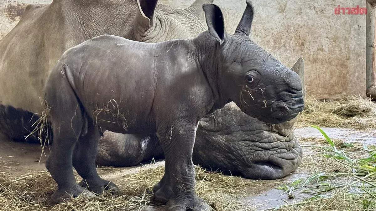 Khao Kheow Zoo Welcomes New White Rhino Calf, Seeks Name