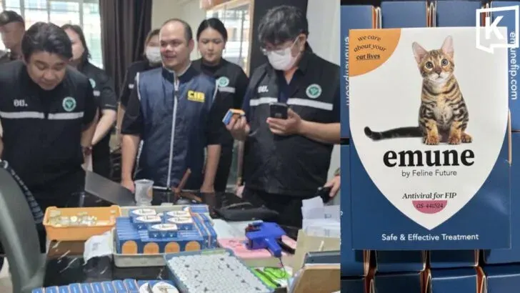 Thai police raid fake cat medicine factory near Bangkok