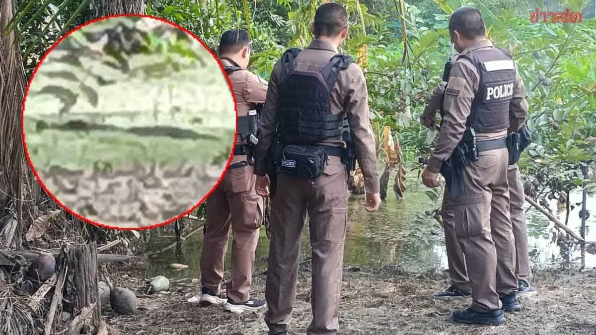Four Crocodiles Spotted Near Kabin Buri Road, Residents Alarmed
