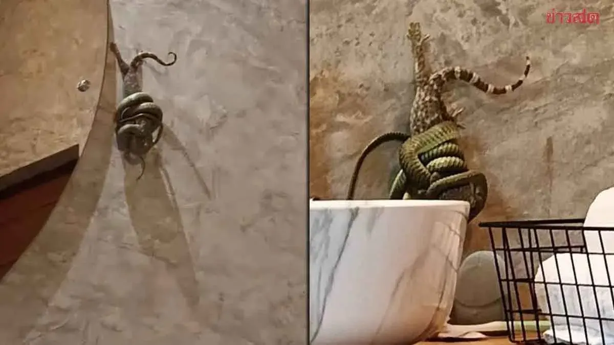 Resort Guest Finds Snake and Geckos in Bathroom on Koh Laan