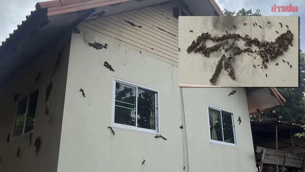Temple Overrun by Wasps, Residents Beg for Expert Help
