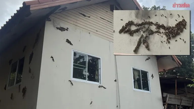 Temple Overrun by Wasps, Residents Beg for Expert Help