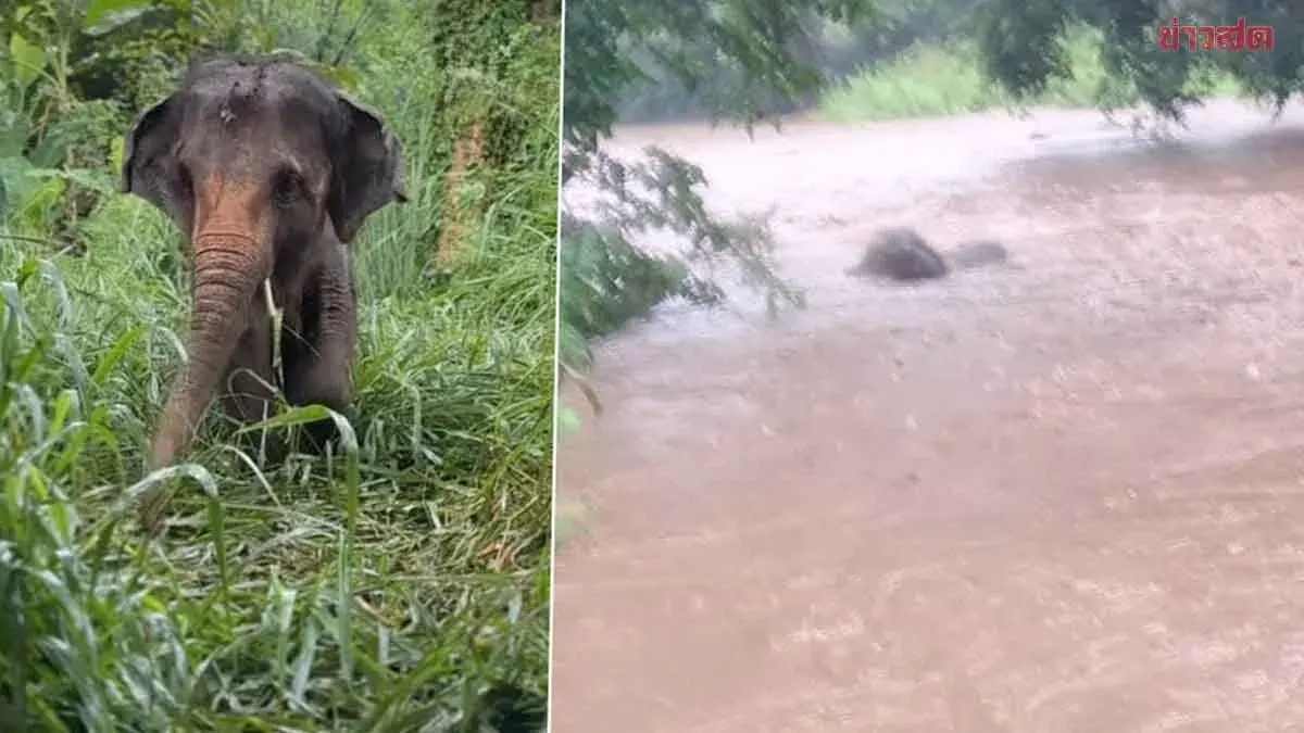 Disabled Elephant Pang Aem Rescued After Flash Flood