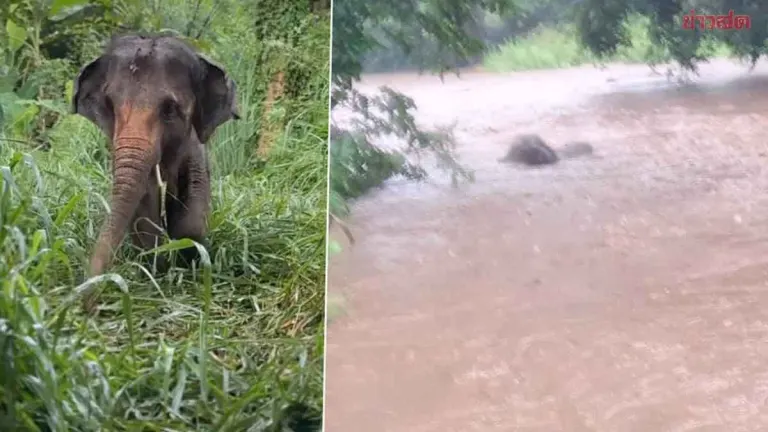 Disabled Elephant Pang Aem Rescued After Flash Flood