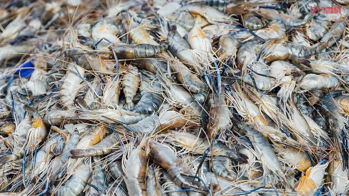 Thailand, Malaysia Set 30-Day Deadline to Resolve Shrimp Export Ban