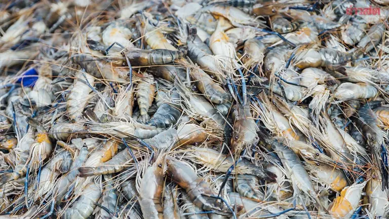 Thailand, Malaysia Set 30-Day Deadline to Resolve Shrimp Export Ban