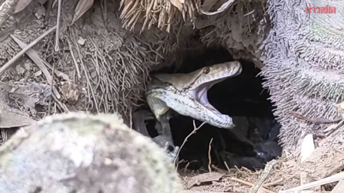 Aggressive King Cobra Found Nesting During Home Renovation in Nakhon Nayok