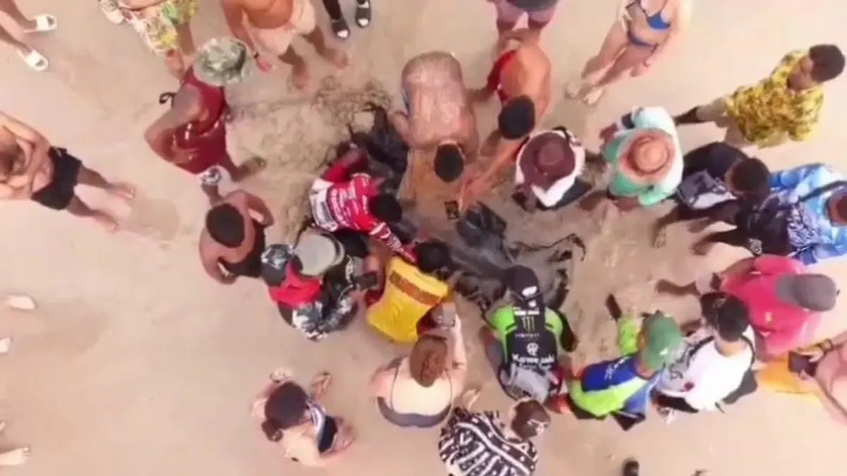 Patong Lifeguards Rescue Stranded Dolphin Calf