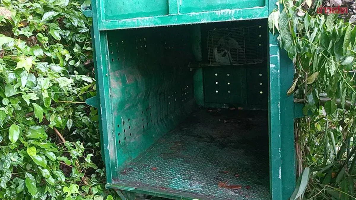 Young Sun Bear Caught Raiding Chickens in Prachuap Khiri Khan