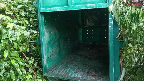 Young Sun Bear Caught Raiding Chickens in Prachuap Khiri Khan