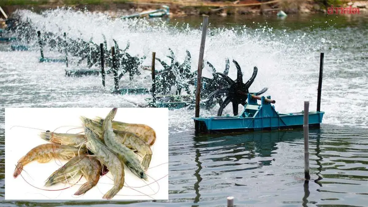 Thai Shrimp Farmers Face Billion-Baht Flood Losses, Seek Aid