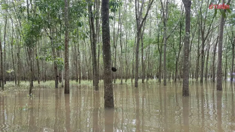 Thai Rubber Board Offers 3,000-Baht Aid to Flooded Farmers