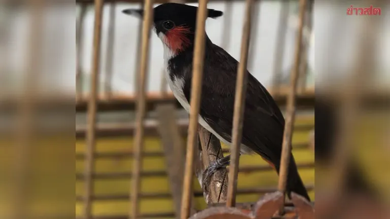 Police Bust Illegal Wildlife Breeding Operation in Chiang Mai, Seize Over 60 Birds