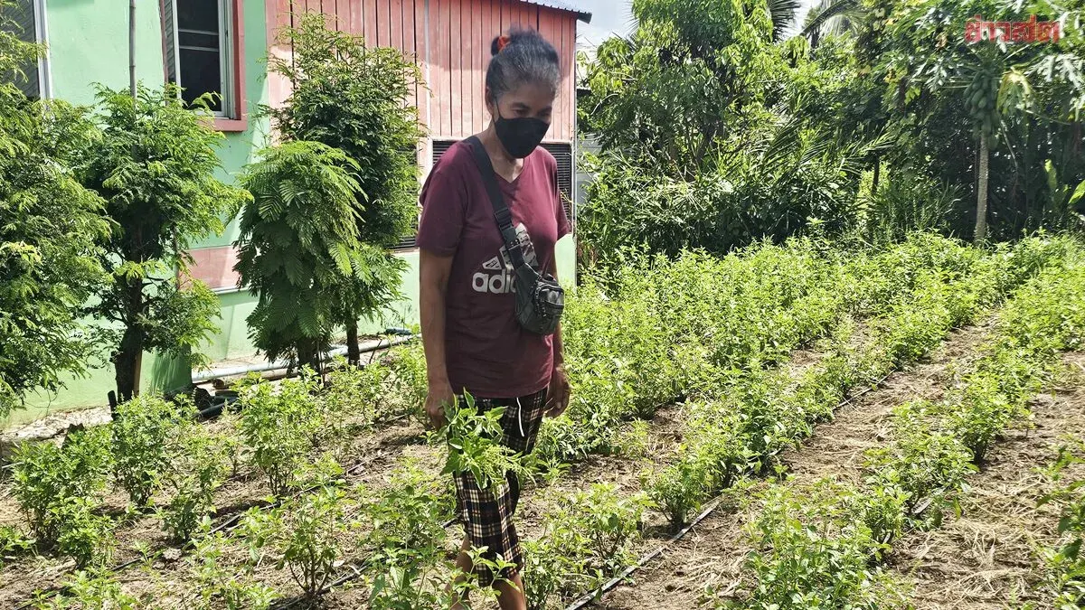 Farmers Fear Lawsuits Over New Registered Holy Basil Varieties