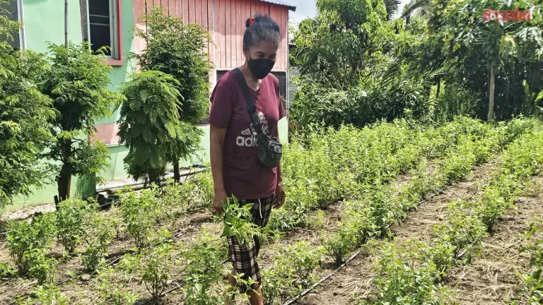 Farmers Fear Lawsuits Over New Registered Holy Basil Varieties