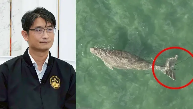 209 Dugongs Stranded in Decade, Government Steps Up Protection Program