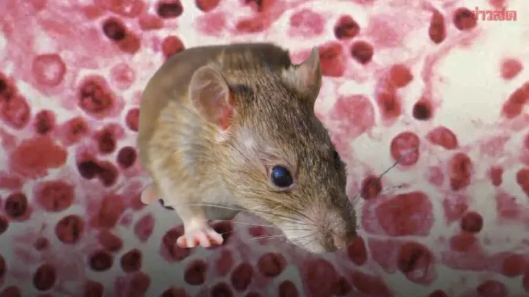 Dr. Yong Reveals Thailand Has Known About Hantavirus for Over 40-50 Years